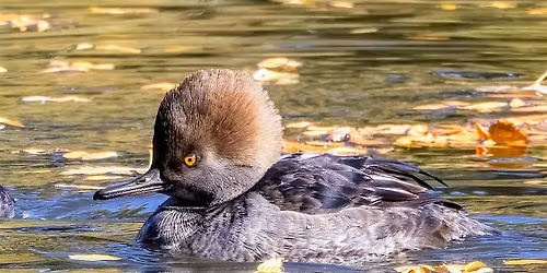 Wednesday Birders at Garden City Greenbelt