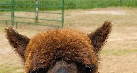 Alpaca Program at Sons of Norway