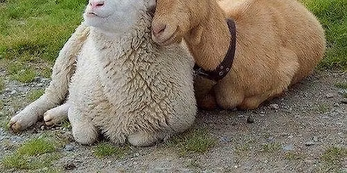 Baby Goat + Lamb Yoga - November 9 at 1:00 pm