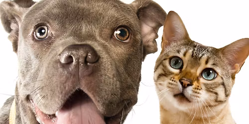 Low-cost rabies vaccination clinic