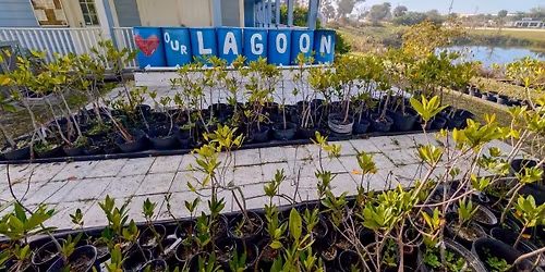Mangrove Workshop - Palm Bay