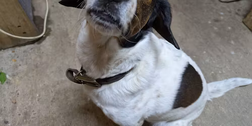 Christmas craft fayre 