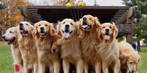 NorCal Golden Palooza