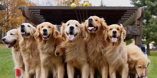NorCal Golden Palooza