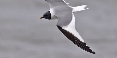 GOS Pelagic Trip 2