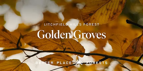 Litchfield Hills Memorial Forest Golden Groves Celebration
