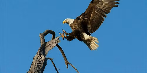 Birding at South Lake Whatcom Park/Ladies of the Lake