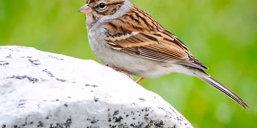 Urban Bird Walk: Urban Fall Birds