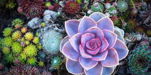 Growing Through It: Hands-on Succulent Planting Workshop for LAFD Spouses