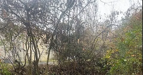 Invasive Plant Removal Workshop