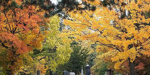 Fall Tree Walk