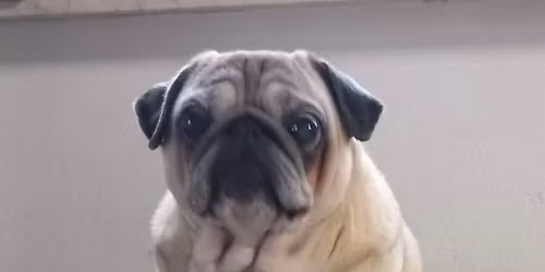 January Pug Meetup (first one in 2026 \ud83c\udf87)