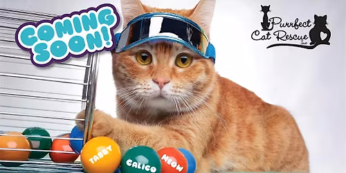 KITTY BINGO