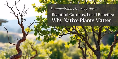 Why Native Plants Matter Beautiful Gardens, Local Benefits - Palo Alto
