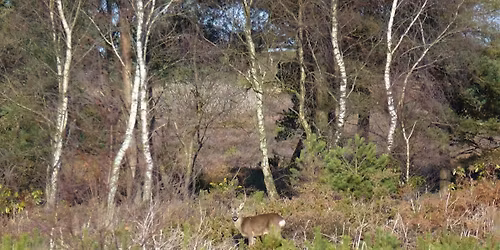 Winter Flora and Fauna Walk \u2013 Canford Heath