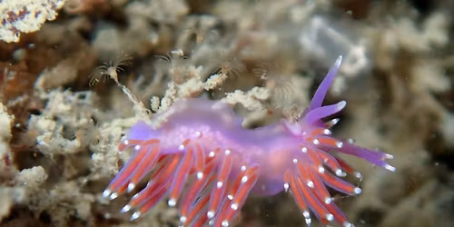 Martins Haven Nudiblitz 2026