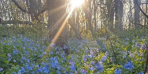 REAP Day: Bluebell Seed Collection with Illinois Extension