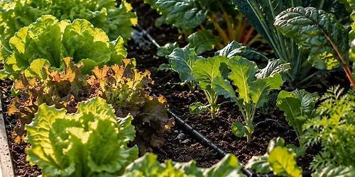 Growing Cool-Season Vegetables - Campbell