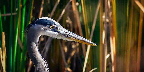 Explore Natural Martin Seasonal Birding Series: Indian River Lagoon