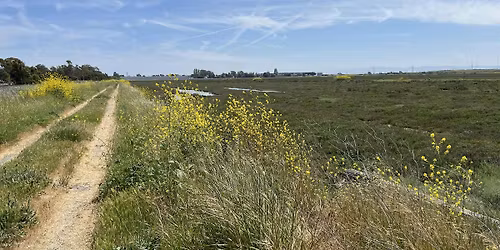 Oro Loma Marsh and Horizontal Levee Tour