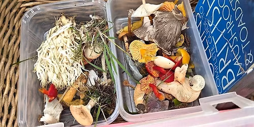 Fungi walk