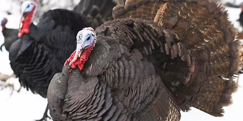 Turkey Reservations 2025