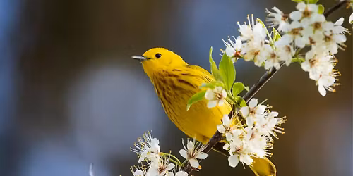 Mother's Day Bird Tour with Scarlet Rice