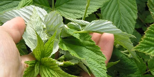 Villiyrttej\u00e4 Vimpelist\u00e4!