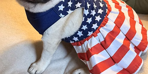 July Pug Meetup at Ch\u00e2teau le Woof