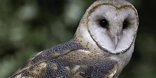 The Sounds of Night in Broad Daylight! Ages 5+