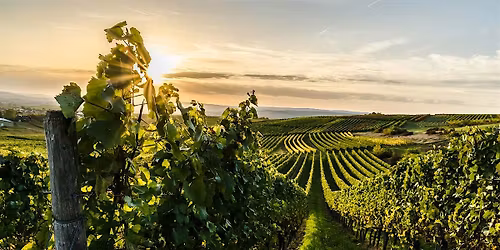 APERICERCA 21\/5 -  Il terroir raccontato dal vitigno Grero umbro.