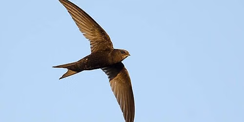 An Illustrated Talk by the British Trust for Ornithology (BT0)