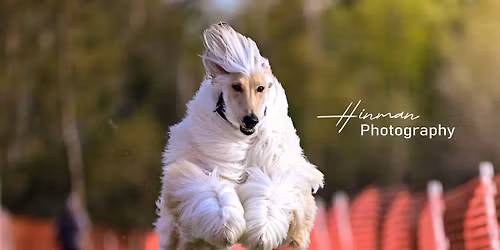 AKC Lure Coursing Trials by AHGA