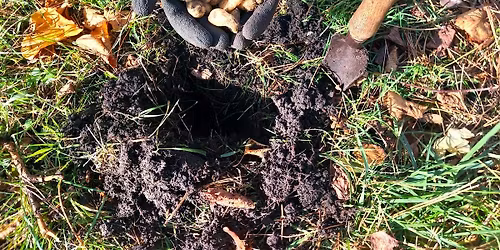 Bulb Potting at Winton Recreation Ground