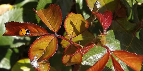 Helping your garden allies and other fall chores