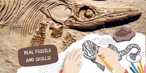 Fossils and Skulls Nature Journaling Workshop