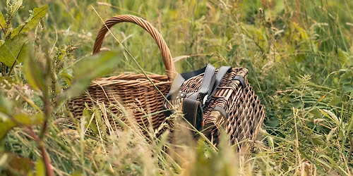 May Bank Holiday Guided Foraging Course