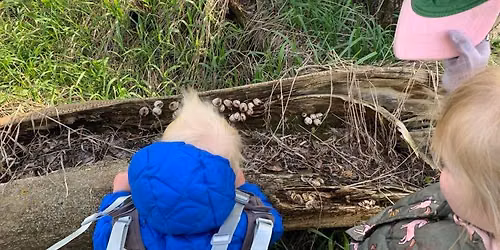 Little Acorns