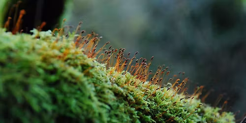 Mosses and Liverworts with Rachel Carter