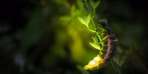 Family Member Event : Glow-Worm Walk,  Benfield Hill Local Nature Reserve.