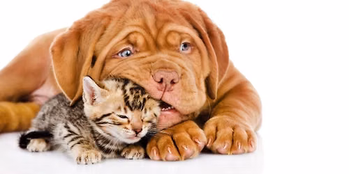 Blessing of the Animals