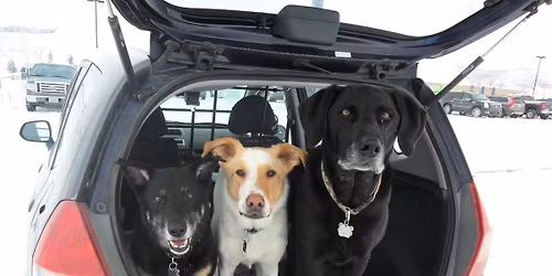 Polite Puppies - Puppy class in Calgary starts Thursday, January 8th.  Register now!