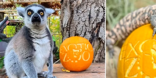 Exotic Boo at the Zoo