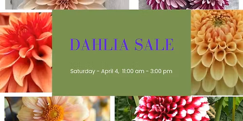 DAHLIA SALE - An American Cancer Society Fundraiser, Proceeds will be donated to Bark For Life 