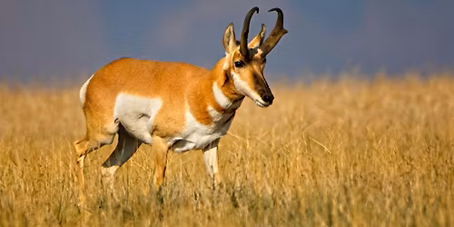 Pronghorn Safari Rides