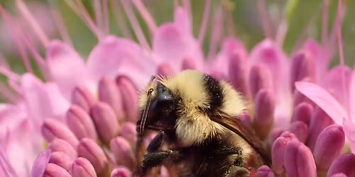 Bugs &  Brews - Bumblebee Atlas