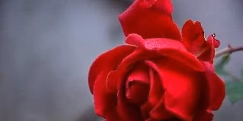 Valentines Tea Dance