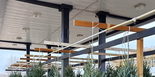 Fraser Fir Christmas Trees at Twin Groves Nursery!