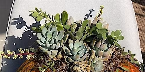 Succulent Pumpkins Workshop