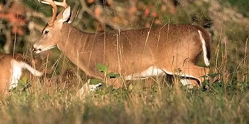 Exploring Archery: Learn the Basics (SW OH)